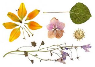 Stora blad och växter - Köp fake tatueringar med bra kvalitet och snabb leverans - likeink.se